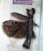 CollectionObject 1561362; NMW 256, 0730c75f-c592-44d6-938a-554fb1b8c3b4: copyright NMW, Vienna. female (syntype). (CollectionObject).