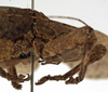 CollectionObject 1529679; ebb37810-7a8b-43a6-bdff-fb041c671801: female pronotum, lateral view (holotype). (CollectionObject).