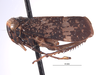 Habitus, lateral view on Docalidia fibra Nielson, 1979: (Observation).