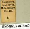 CollectionObject 1572875; af139cf3-216f-422b-88c5-669565ddd3c5: Copyright Natural History Museum, London. Labels from non-type (adult female) in BM(NH). (CollectionObject).