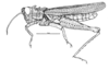 Conometopus cristaticollis Blanchard, 1851: Fig. 1. male habitus. (Otu).