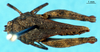 CollectionObject 1553645; 4689261d-1b22-44d3-b77d-7c404c7f480f: female, dorsal view (syntype). (CollectionObject).