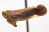 Habitus, lateral view: (Observation).