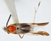 Habitus, dorsal view on Vizcaya bakeri Muir, 1917: (Observation).