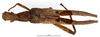 CollectionObject 1559601; f0faf1a1-e554-4b30-8834-0015d7cb8bea: copyright MNHN, Paris. female (syntype). (CollectionObject).