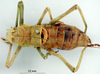 CollectionObject 1530859; d52e3d3c-486b-4ad0-9021-ffbfa2afed36: male, dorsal view (syntype). (CollectionObject).