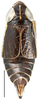 Habitus, dorsal view: Doratulina dmitrievi, male, dorsal habitus (INHS). (Observation).