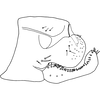 Pygofer, lateral view on Anufrievia wolongensis Yang & Zhang, 2018: Pygofer, lateral view. (Observation).