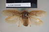 Copyright NHM, London. Male: dorsal view, non-type. Depicts Eupolyphaga sinensis (Walker, 1868), an Otu.