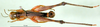 CollectionObject 1502720; 81703675-ec04-4c2a-8cbf-97478e53a76e: male, dorsal view (paratype). (CollectionObject).