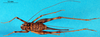 CollectionObject 1500988; 4d6e407f-b185-45d9-8cc4-88000d20b84a, DORSA BGphaaffS01: female, dorsal view (holotype of Phaeophilacris affinis). (CollectionObject).