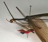 CollectionObject 1560315; NMW 1124, fda5ff69-5e22-4a97-89a7-251404320ccd: copyright NMW, Vienna. male: head and thorax, lateral view (holotype). (CollectionObject).