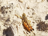 Dociostaurus (Dociostaurus) hispanicus Bolívar, 1898: male (Spain: Toledo, El Romeral). (Otu).