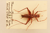 CollectionObject 2066838; 27452448-0e61-4648-aa68-f541ea243872, NHMUK015982385: male, dorsal view (syntype). (CollectionObject).