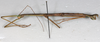 CollectionObject 1557314; 45f89d24-1a96-4478-9e78-82cb6e4f0af8: copyright NMW, Vienna. male, lateral view (holotype). (CollectionObject).