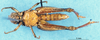 CollectionObject 1507094; ff86fca0-f4d3-4838-ad91-8ddeb4fa7799: female, ventral view (holotype). (CollectionObject).