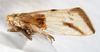 Habitus, lateral view: !! display not done !! on Bostaera nasuta Ball, 1902: (Observation).