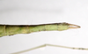 Phantasca ruboligata Hennemann, Conle, Bellanger, Lelong & Jourdan, 2018: copyright MNHN, Paris. female end of abdomen, dorsal view (paratype). (Otu).