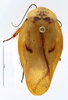 CollectionObject 1587338; MNHN(SF IMPORT DUPLICATE) MNHN-EP-EP1366, 71514729-f753-4eb3-9785-8b5fccd8058f: CC BY-NC-ND 4.0/MNHN - Depraetere Marion - 2014. Paratype, female, of lineata Grandcolas, 1994. Specimen number: MNHN-EP-EP1366. http://coldb.mnhn.fr/catalognumber/mnhn/ep/ep1366. (CollectionObject).