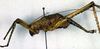 CollectionObject 1565152; d9a394e9-b0da-4ed3-b723-76943328e4bc: male, lateral view (syntype). (CollectionObject).