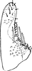Subgenital plate: !! display not done !! on Frutioidia (Frutioidia) Zakhvatkin, 1946: Subgenital plate (F. bisignata M.&R.). (Observation).