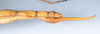 CollectionObject 1558330; 843128b7-baa7-496b-81ae-db49fd24487f: copyright ZMUH, Hamburg. female: end of abdomen, lateral view of synonym Eustygera godeffroyi (syntype). (CollectionObject).