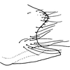 Pygofer appendages: !! display not done !! on Alebra albostriella (Fallén, 1826): Pygofer, lateral view (England). (Observation).