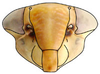 Head: !! display not done !! on Tetartostylini Wagner, 1951: Tetartostylus sp., face (INHS). (Observation).