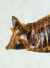 CollectionObject 1498700; 7a89fd7a-e56b-4c03-80b6-015f831b3428: female abdomen tip, lateral view. (CollectionObject).