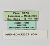 CollectionObject 1588733; f2099e16-0766-4092-8585-01347463461f: labels. (CollectionObject).