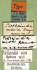 CollectionObject 1500956; b090027b-9047-4b69-8403-78923da7bf79: labels (holotype). (CollectionObject).