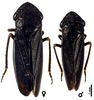 Habitus, dorsal view on Cuerna sayi Nielson, 1965: U.S.A., Montana, Madison Co., Twin Bridges, INHS. (Observation).