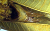 CollectionObject 1500689; ab2fda56-fd93-4185-bee0-83f180ee7022, DORSA BTducceyHTM: male subgenital plate (holotype). (CollectionObject).