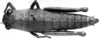 CollectionObject 1507330; 981994b1-ae20-4ce3-abe5-c7f9d08179e4: Image Carbonell, C.S. female, dorsal view (holotype). (CollectionObject).