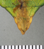 CollectionObject 1561225; 26a2b213-b116-4406-9dd7-a8a0fa79c27d: copyright ANSP. female: end of abdomen, ventral view (holotype). (CollectionObject).