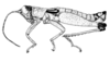 Paratela ovatipennis (Rehn, 1905): Fig. 42. male habitus. (Otu).