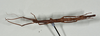 CollectionObject 1561472; f0bbf3ef-577e-47ff-9da4-6aad183923fe: copyright USNM, Washington. (CollectionObject).