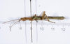CollectionObject 1583054; 8842045f-92c4-448e-9c9a-2b94e4324d14: copyright ANSP. male, lateral view (paratype). (CollectionObject).;CollectionObject 1583055; 3855d02c-44bb-4073-b284-23161d9ffb8b: copyright ANSP. male, lateral view (paratype). (CollectionObject).