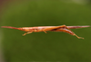 Leptysma filiformis (Serville, 1838): male. (Otu).