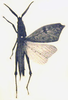 Trigonopteryx (Trigonopteryx) sumatrana Willemse, 1930: Fig. 50. male, dorsal view. (Otu).