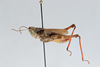 CollectionObject 2870564; CNCI 984577, d59509f3-4103-4c81-901b-b36db7e66ab3: Chloealtis cinspersa. (CollectionObject).
