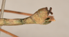 CollectionObject 1559688; 5234bfee-7bdd-45f1-9f4c-158ea6699db1: copyright OUMNH. male: end of abdomen, lateral view of synonym Necroscia marmessus (lectotype). (CollectionObject).