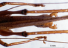 CollectionObject 1534913; BPBM 3224663, a253472a-0fd7-47ca-9718-be5c5b699b19: male cerci. (CollectionObject).