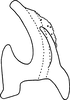 Aedeagus, lateral view on Erythridula minuta (Johnson, 1935): Aedeagus, lateral view. (Observation).