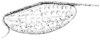 Tetrix subulata (Linnaeus, 1758): Fig. 39. male, left tegmen. (Otu).