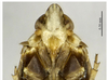 Head on Deferunda (Deferunda) ellipsoidea Long, Yang & Chen, 2013: (Observation).