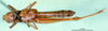 CollectionObject 1502019; b27c3955-032c-49e5-a75f-8818b8ee4d86: female, ventral view (paratype). (CollectionObject).