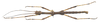 CollectionObject 1584041; 25b25934-e710-4519-89ba-a63c636430e6: copyright MNHN, Paris. male (paratype). (CollectionObject).