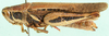 Vitticatantops humeralis (Thunberg, 1815): female, lateral view. (Otu).