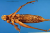 CollectionObject 1500612; fcc4c47c-8a00-4079-8fdf-0711d5a2edd6: female, ventral view (holotype). (CollectionObject).